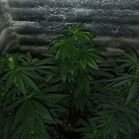 Regulares growlog timeline photo
