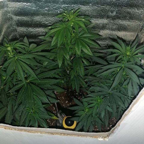 Regulares growlog timeline photo