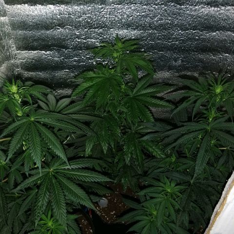 Regulares growlog timeline photo