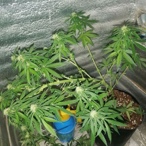 Regulares growlog timeline photo
