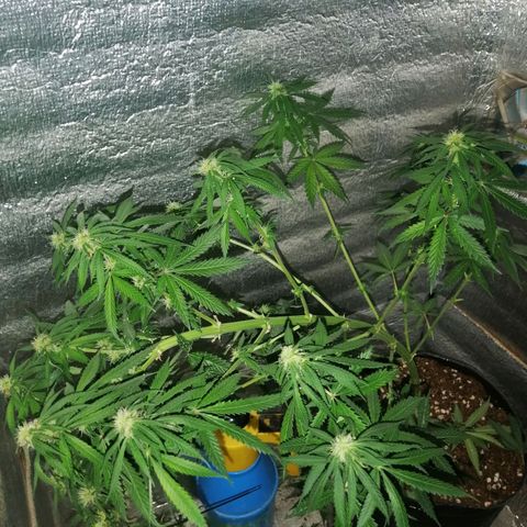Regulares growlog timeline photo