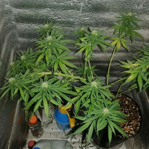 Regulares growlog timeline photo