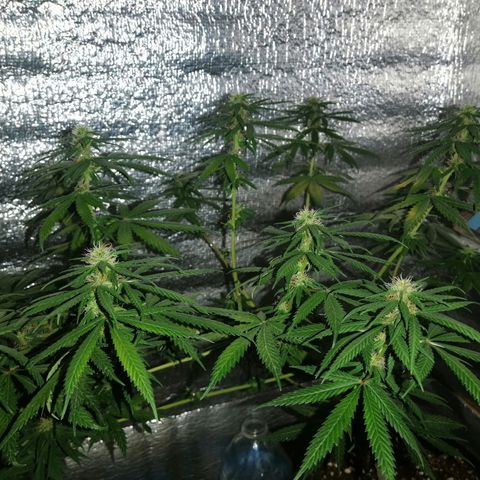 Regulares growlog timeline photo