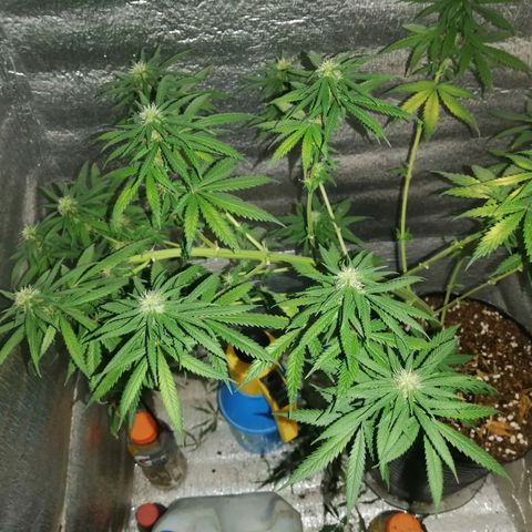 Regulares growlog timeline photo