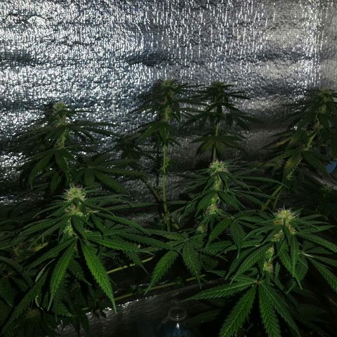 Regulares growlog timeline photo