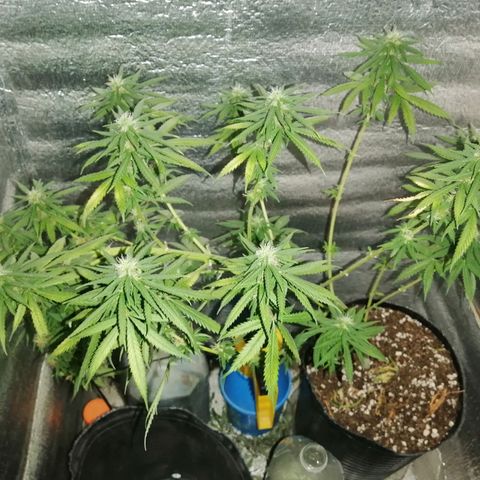 Regulares growlog timeline photo