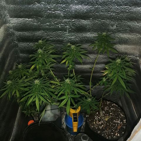 Regulares growlog timeline photo