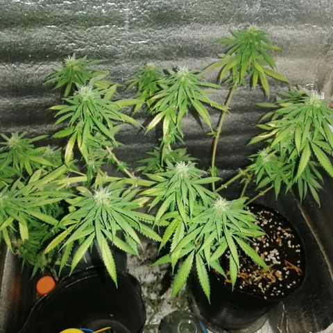 Regulares growlog timeline photo