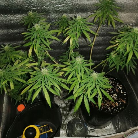 Regulares growlog timeline photo