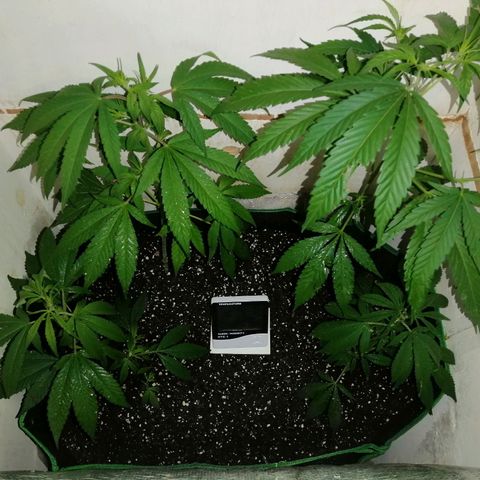 Critical Nimbus growlog timeline photo