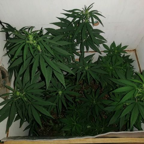 Critical Nimbus growlog photo: No presentan ningún tipo de carencia ni deficiencia 