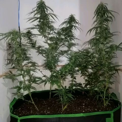 Critical Nimbus growlog photo: Presentaron carencias. Enmienda con compost maduro y completamos con un poco de Growmix 
