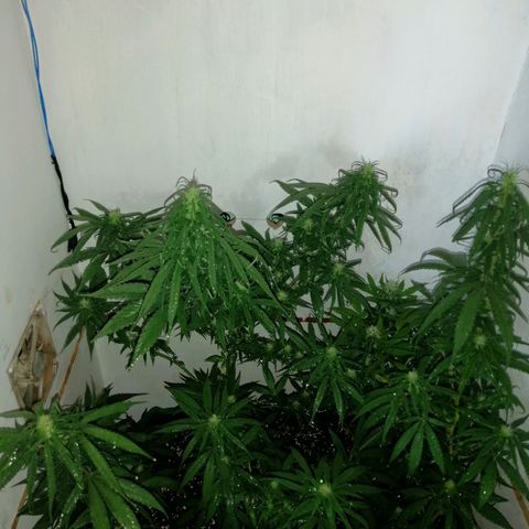 Critical Nimbus growlog photo: Presentaron carencias. Enmienda con compost maduro y completamos con un poco de Growmix 