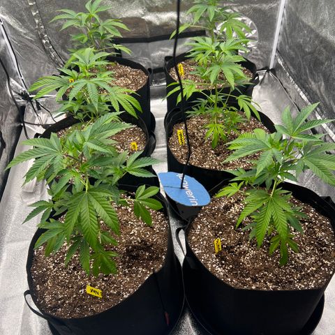 Blood bath growlog photo: -The day after I gave them there first Nutrients 