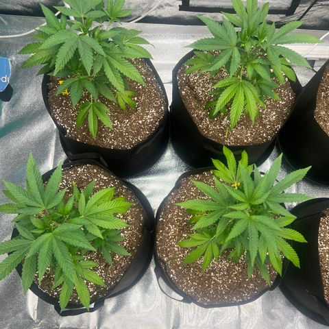Blood bath growlog photo: -The day after I gave them there first Nutrients 
