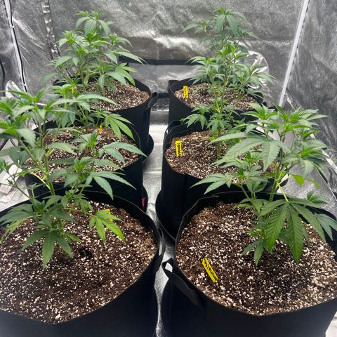 Blood bath growlog timeline photo
