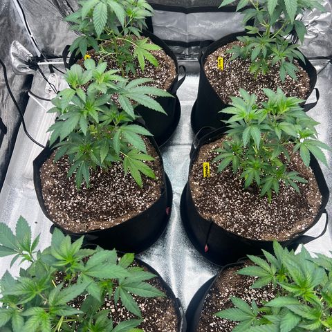 Blood bath growlog timeline photo