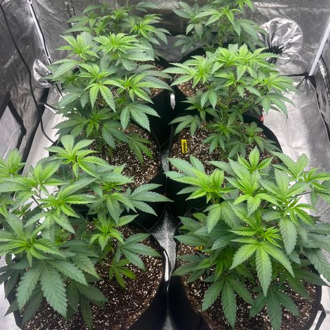 Blood bath growlog timeline photo