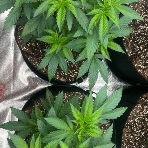 Blood bath growlog timeline photo