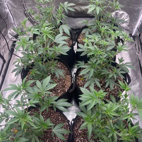 Blood bath growlog timeline photo