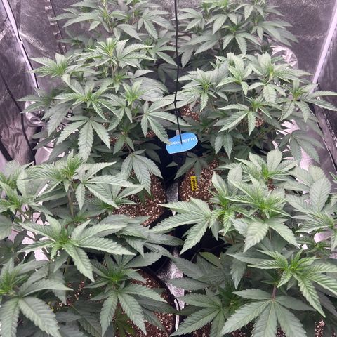 Blood bath growlog timeline photo