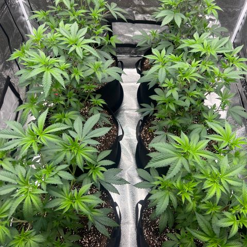 Blood bath growlog timeline photo