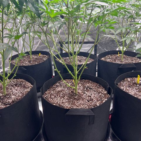 Blood bath growlog timeline photo