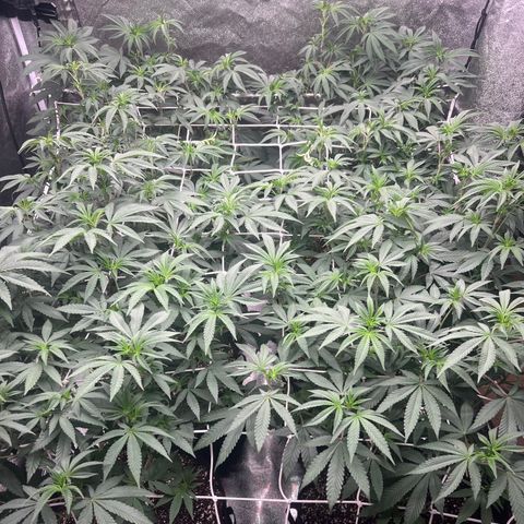 Blood bath growlog timeline photo