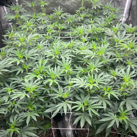 Blood bath growlog timeline photo