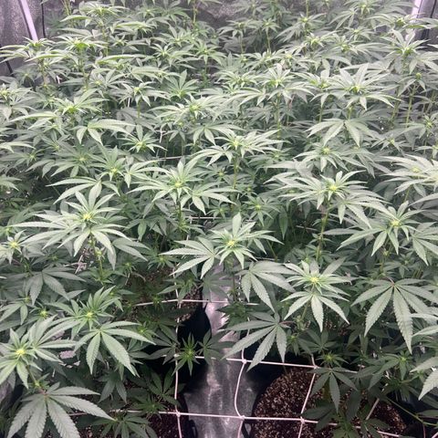 Blood bath growlog timeline photo