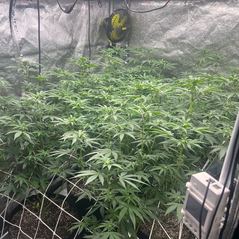 Blood bath growlog timeline photo