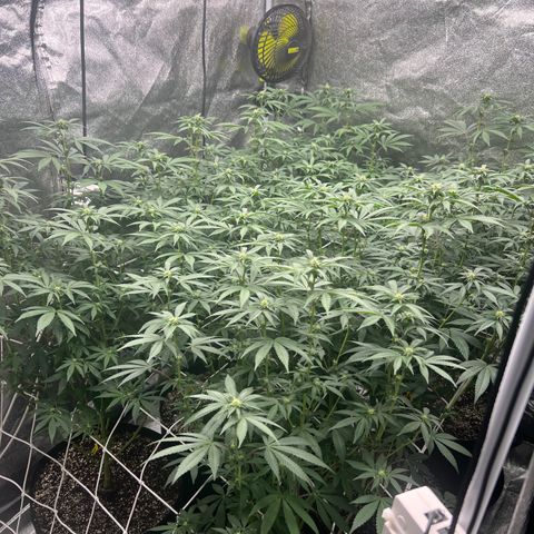 Blood bath growlog timeline photo