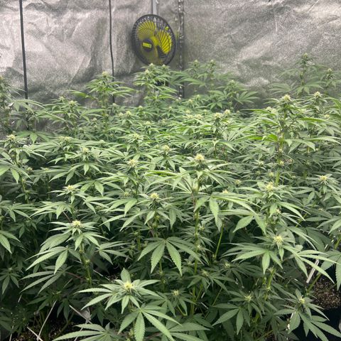 Blood bath growlog timeline photo