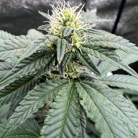 Blood bath growlog timeline photo