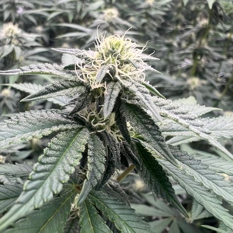 Blood bath growlog timeline photo