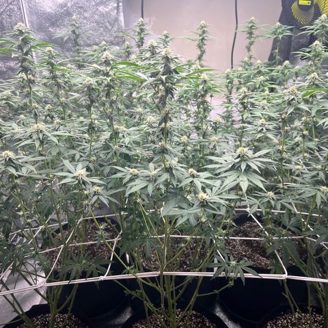 Blood bath growlog timeline photo