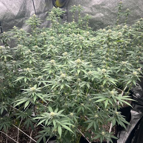 Blood bath growlog timeline photo