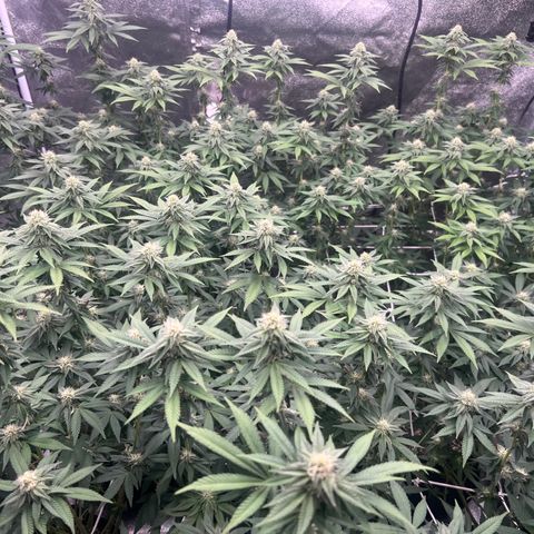 Blood bath growlog timeline photo