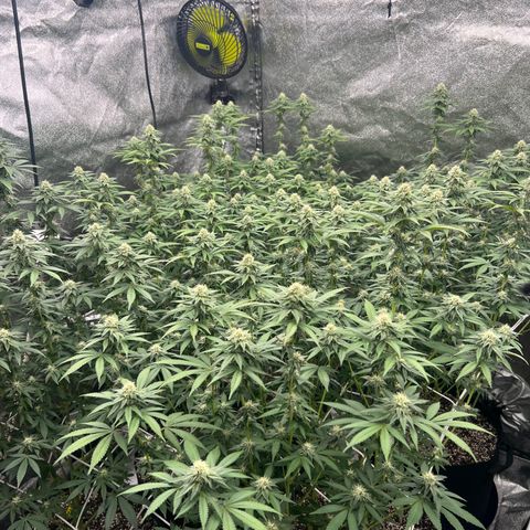 Blood bath growlog timeline photo