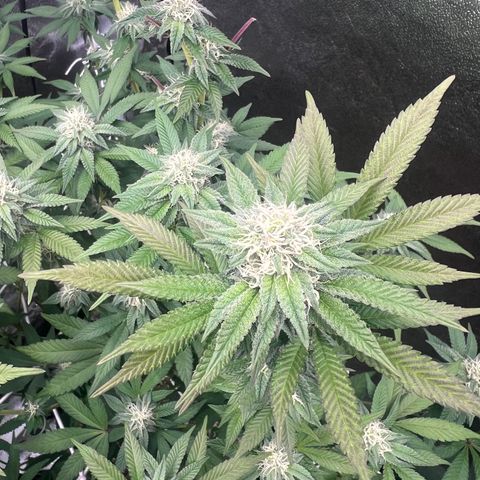 Blood bath growlog timeline photo