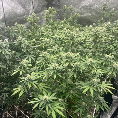Blood bath growlog timeline photo