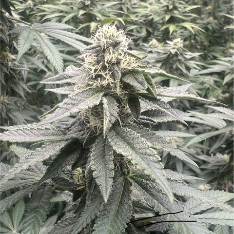 Blood bath growlog timeline photo