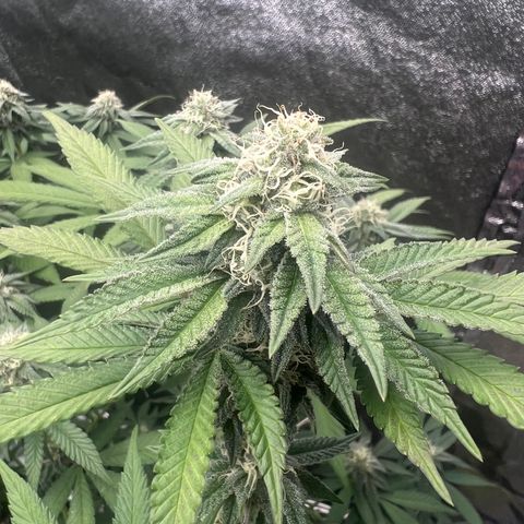 Blood bath growlog timeline photo