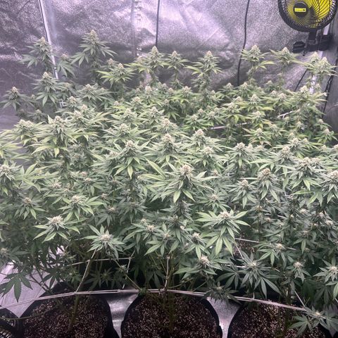 Blood bath growlog timeline photo