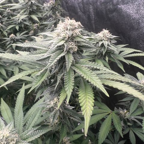 Blood bath growlog timeline photo