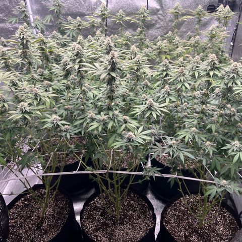 Blood bath growlog timeline photo