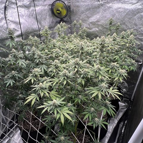 Blood bath growlog timeline photo