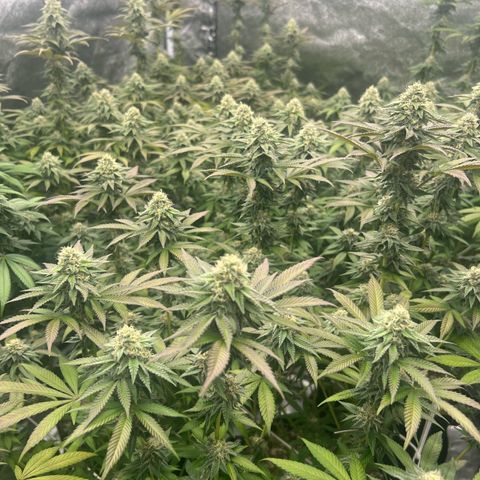 Blood bath growlog timeline photo
