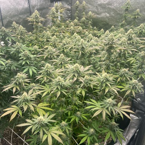 Blood bath growlog timeline photo