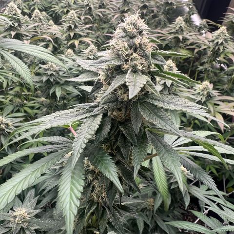 Blood bath growlog timeline photo